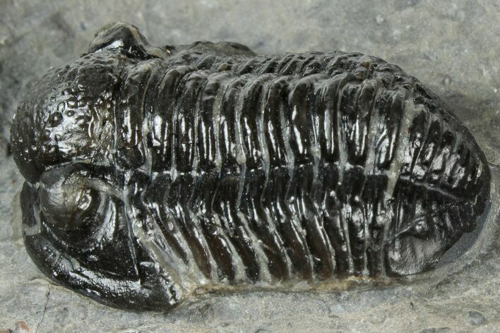 Detailed Gerastos Trilobite Fossil - Morocco #311241